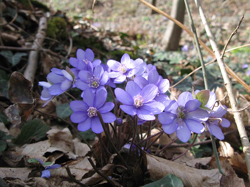 Leberblmchen